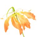 Keinotekoinen Gloriosa-oranssi