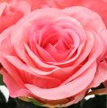Floristik24 Keinotekoinen ruusutäytteinen kerma, vaaleanpunainen Ø6cm L37cm 6kpl