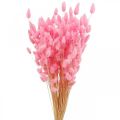 Floristik24 Lagurus kuivatun kanin hännän ruoho vaaleanpunainen 65-70cm 100g