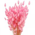 Floristik24 Lagurus kuivatun kanin hännän ruoho vaaleanpunainen 65-70cm 100g