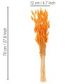 Lagurus-nippu samettiheinää, kuivattu, 70 cm, 100 g | Floristik24.fi