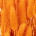 Lagurus-nippu samettiheinää, kuivattu, 70 cm, 100 g | Floristik24.fi