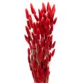 Floristik24 Kuivattu Lagurus-nippu, kuivakukkakoriste, 70 cm, 100 g