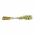 Floristik24 Velvet Grass Lagurus vaaleanvihreä 100g kuivaa ruohoa