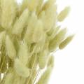 Floristik24 Velvet Grass Lagurus vaaleanvihreä 100g kuivaa ruohoa