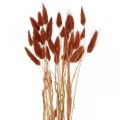 Floristik24 Kuiva ruoho ruosteenpunainen, luonnonkoristelu, lagurus, kuiva kukkakauppa L45–50cm 30p