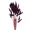 Floristik24 Velvet Grass Violet, Rabbit Tail Grass, Lagurus L18-50cm 25g