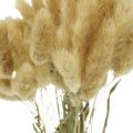 Floristik24 Lagurus ovatus, Pennisetum Grass, Velvet Grass Natural Vaaleanruskea L40-50cm 30g