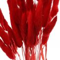 Floristik24 Koristeruohonpunainen, lagurus, samettiruoho, kuiva kukkakauppa L30-50cm 20g