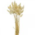 Floristik24 Koristeruoho, valkaistu makea ruoho, Lagurus ovatus, samettiruoho L40-55cm 25g