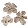 Floristik24 Landlotus valkopesty 6-12cm 50 kpl
