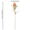 Keinotekoinen Protea Leucadendron -kukka pitkällä varrella, 65 cm, 3 kpl | Floristik24.fi