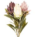 Floristik24 Protea-tekokukka Leucadendron 100cm 3kpl