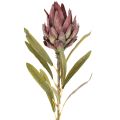Protea-tekokukka Leucadendron 100cm 3kpl | Floristik24.fi