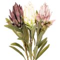 Protea-tekokukka Leucadendron