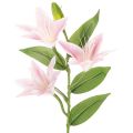Floristik24 Tekolilja, varsikoristeinen, 68 cm, 3 kpl
