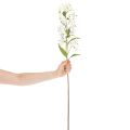 Keinotekoinen valkoinen lilja pitkällä kukintahaaralla, koristeellinen, 80 cm | Floristik24.fi