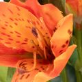 Keinotekoinen alstroemeria, oranssi kukka, keinotekoinen kimppukoriste, 75 cm, 3 kpl | Floristik24.fi