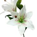 Floristik24 Lily White 66 cm