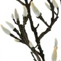 Floristik24 Keinotekoinen magnoliaoksa Kevätkoristeluoksa silmuilla Ruskea Valkoinen L135cm