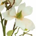 Floristik24 Magnolia persikka 85 cm
