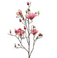 Floristik24 Magnolia oksa violetti 110cm 1kpl