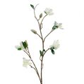 Floristik24 Magnolia-oksa valkoinen L 82cm lumen kanssa