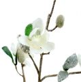 Floristik24 Magnolia-oksa valkoinen L 82cm lumen kanssa