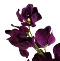Floristik24 Mokara orkidea violetti 50cm keinotekoinen 6kpl