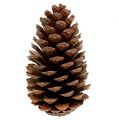 Maritima käpyjä 14/18 natural 25 kpl | Floristik24.fi