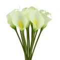 Floristik24 Mini calla tekovalkoinen L 28cm 12 kpl