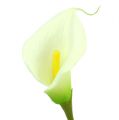 Mini calla tekovalkoinen L 28cm 12 kpl | Floristik24.fi