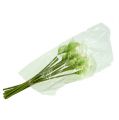 Mini calla tekovalkoinen L 28cm 12 kpl | Floristik24.fi
