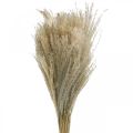Dry Grass Miscanthus 55-75cm Feather Grass Natural 100p