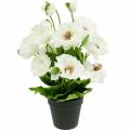 Floristik24 Unikko Potissa Valkoinen Silkki Kukat Kukka Koristelu