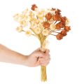 Kuivattuja tekounikonsiemenpalkoja, kolmen värin nippu, 40 cm, 45 kpl | Floristik24.fi