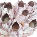 Floristik24 Deco shell barnacles luonto, merellinen koristelu