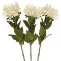 Floristik24 Nuppityyny keinotekoisia kukkia eksoottisia Protea Leucospermum kerma 73cm 3kpl 3kpl