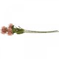 Floristik24 Syksy Kukka Pincushion keinotekoinen Protea Rosa Leucospermum 73cm 3kpl 3kpl
