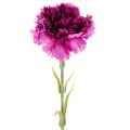 Floristik24 Keinotekoinen neilikka, kaksivärinen, pitkä varsi 56 cm, 8 kpl:n kimppu