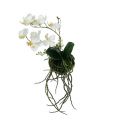 Floristik24 Orchid Phalaenopsis ripustettavaksi H26cm Cream