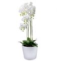 Floristik24 Valkoinen orkidea maapallolla 110cm