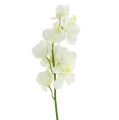 Floristik24 Keinotekoinen orkideavoide 50cm 6kpl