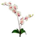 Floristik24 Orkidea 2 oksat 60cm Valkoinen-vaaleanpunainen