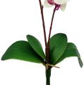 Floristik24 Orkidea 2 oksat 60cm Valkoinen-vaaleanpunainen