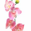 Floristik24 Orkidea Phalaenopsis keinotekoinen vaaleanpunainen 60cm