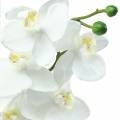Floristik24 Orkidea valkoinen 77cm