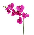 Floristik24 Orkidea Phalaenopsis vaaleanpunainen 75cm