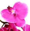 Floristik24 Orkidea Phalaenopsis vaaleanpunainen 75cm