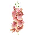 Floristik24 Orchid Phalaenopsis keinotekoinen 9 kukkaa vaaleanpunainen vanilja 96cm
